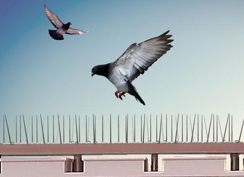 The Complete Guide to Bird Control in Sydney | How to Choose The Best Bird Control Service for Your Property